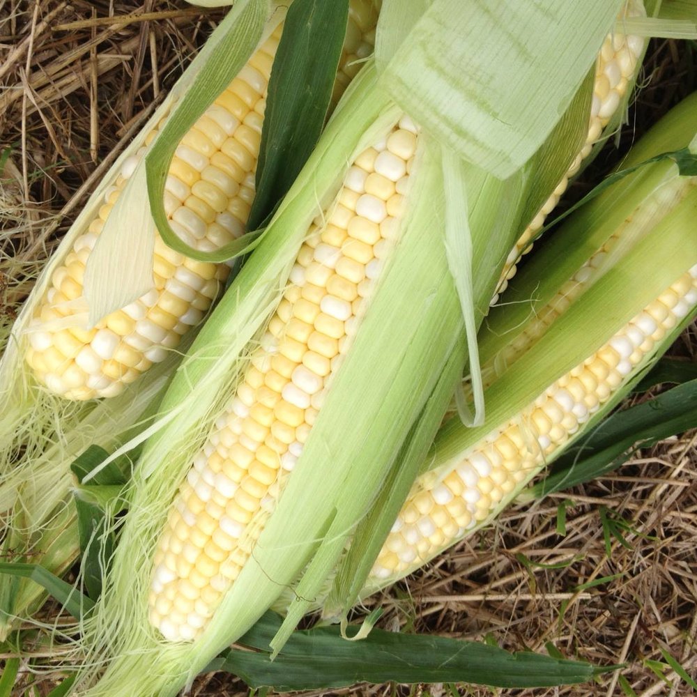 Sycamore Farms - Sycamore Farm's famous sweet corn. - Farmers Market Near Me - Middletown, New York Sycamore Farms - Sycamore Farm's famous sweet corn. - Farmers Market Near Me - Middletown, New York