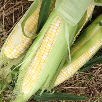 Sycamore Farms - Sycamore Farm's famous sweet corn. - Farmers Market Near Me - Middletown, New York Sycamore Farms - Sycamore Farm's famous sweet corn. - Farmers Market Near Me - Middletown, New York