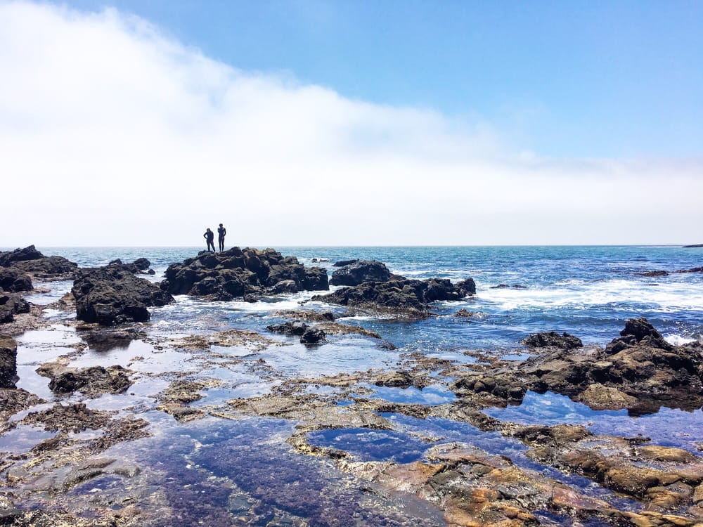 Abalone Cove Logo