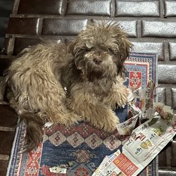 Groom To Bloom
