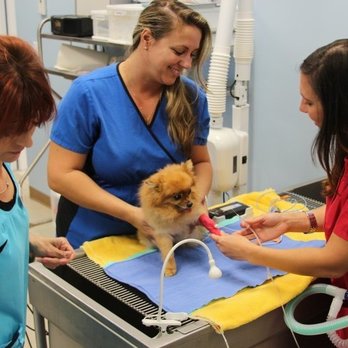 Mizner Park Veterinary Clinic - Veterinarians Near Me - Boca Raton, Florida Mizner Park Veterinary Clinic - Veterinarians Near Me - Boca Raton, Florida