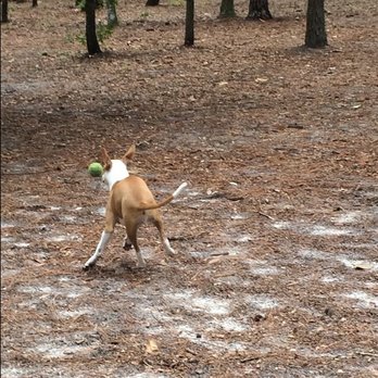Ed Austin Regional Park - There is plenty of room to run and play with your dog. - Playgrounds Near Me - Jacksonville, Florida Ed Austin Regional Park - There is plenty of room to run and play with your dog. - Playgrounds Near Me - Jacksonville, Florida