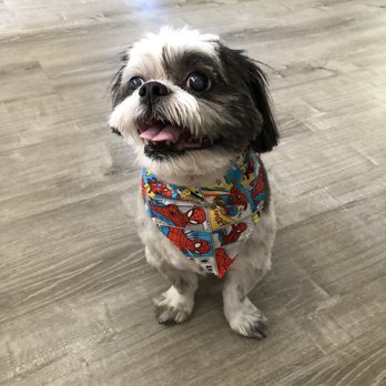 Details by Lisa - Pet Groomers Near Me - Boonton, New Jersey Details by Lisa - Pet Groomers Near Me - Boonton, New Jersey