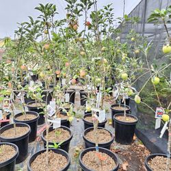 Mimosa Nursery - Apple trees. 6/14/2025