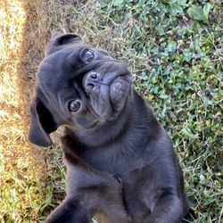DreamCatcher Hill Puppies and Rescue - AKC female pug!