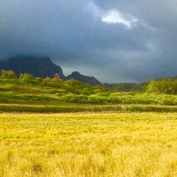 Kauai Taxi Company