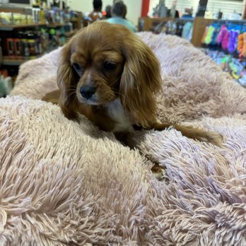 Cavalier Attitude - Pet Breeders Near Me - Eustis, Florida Cavalier Attitude - Pet Breeders Near Me - Eustis, Florida