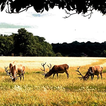 Richmond Park - Some of the Royal Deer - Parks Near Me - Richmond, XGL Richmond Park - Some of the Royal Deer - Parks Near Me - Richmond, XGL