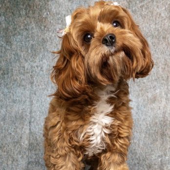 Scruffy To Fluffy - Pet Groomers Near Me - Deerfield Beach, Florida Scruffy To Fluffy - Pet Groomers Near Me - Deerfield Beach, Florida