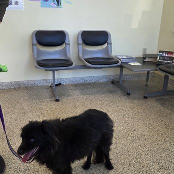 Beaches Animal Clinic - Just waiting - Veterinarians Near Me - Jacksonville Beach, Florida Beaches Animal Clinic - Just waiting - Veterinarians Near Me - Jacksonville Beach, Florida