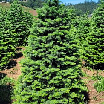 Kevin’s Tree Lot - Edgewater - Premium Noble Fir - Christmas Trees Near Me - Edgewater, New Jersey