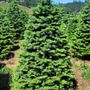 Photo of Kevin’s Tree Lot - Edgewater