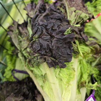 H Mart - Bellaire - Wilted organic lettuce. - Grocery Near Me - Houston, Texas