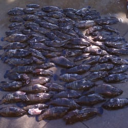 South Maui Spearfishing - Selective harvesting of invasive reef fish
