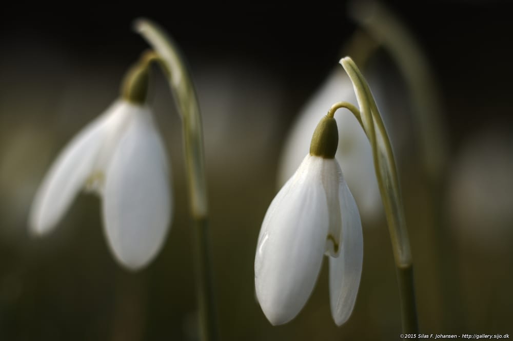 Bispebjerg Kirkegård