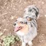 Photo of McCarren Park Dog Run