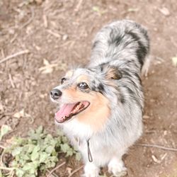 McCarren Park Dog Run - My dog, Kaia, at the smaller sized dog run, taken by her dog sitter