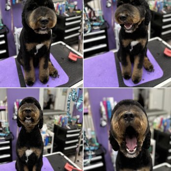 Pawsitive Vibes Pet Grooming - Pet Groomers Near Me - Melbourne, Florida