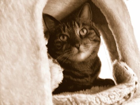 BELMAR WALL ANIMAL HOSPITAL - 15 Reviews - 2306 Belmar Blvd, Belmar BELMAR WALL ANIMAL HOSPITAL - 15 Reviews - 2306 Belmar Blvd, Belmar