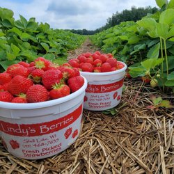 Lindy's Berries