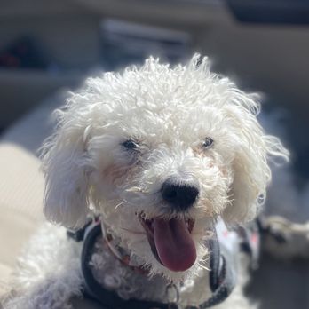Oaks Pet Hospital - Here she is, happy as can be after being seen by Dr. Sidhu - Veterinarians Near Me - Bakersfield, California Oaks Pet Hospital - Here she is, happy as can be after being seen by Dr. Sidhu - Veterinarians Near Me - Bakersfield, California