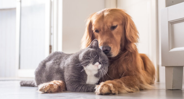 Our Services - Routine wellness exams are vital to your pet’s health and well-being. We provide routine dental care, including teeth scaling, extractions, and even oral surgery. We offer many special procedures onsite, including ultrasounds, radiographs, and challenging soft tissue surgeries. We can also help triage and stabilize in the event of an emergency. We offer affordable vaccinations during routine wellness exams, as well as a more cost effective option through our vaccine clinics that take place every Tuesday 8:00 AM to 5:00 PM.
Special surgeries by Dr. Jeffrey Suh may include:
Perineal Hernia Repair
Feline Perineal Urethrostomy
Pyometra
Femoral Head and Neck Osteotomy
Patellar (Knee Cap) Luxation Repair
Cruciate Ligament (ACL) Repair
Simple Fracture Repair