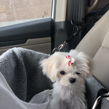 Doggi Dogi Spa - Chloe after her appointment at doggi dogi! So cute!! - Pet Groomers Near Me - Fullerton, California