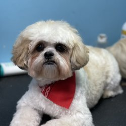 Bubbles Pet Grooming