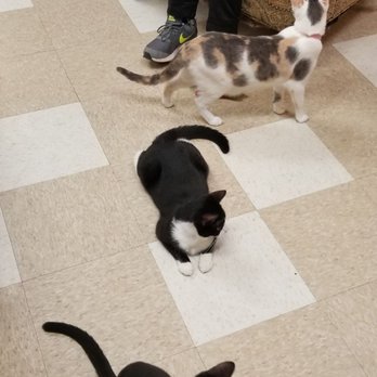 Treetops Kitty Cafe - 4 kitties - Pet Adoption Near Me - Kennett Square, Pennsylvania