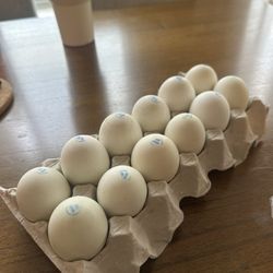 Duck balut