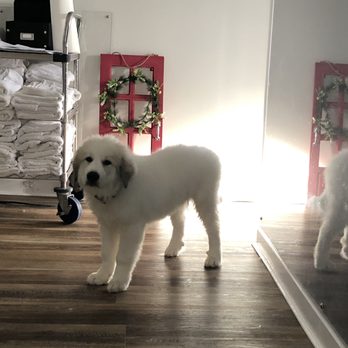 Redbone pet spa - Cage taking a toll after his new do! - Pet Groomers Near Me - Warwick, Rhode Island