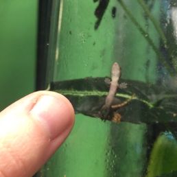 A little Mourning Gecko! (thumb near glass for comparison, do not touch glass, the geckos think it's rude) A little Mourning Gecko! (thumb near glass for comparison, do not touch glass, the geckos think it's rude)