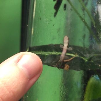 Jabberwock Reptiles - A little Mourning Gecko! (thumb near glass for comparison, do not touch glass, the geckos think it's rude) - Reptile Shops Near Me - Stoneham, Massachusetts Jabberwock Reptiles - A little Mourning Gecko! (thumb near glass for comparison, do not touch glass, the geckos think it's rude) - Reptile Shops Near Me - Stoneham, Massachusetts