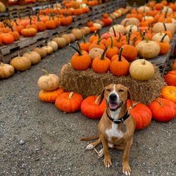 Greenbrier Farms - Bring the pup!