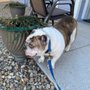 Photo of We Care Pet Services