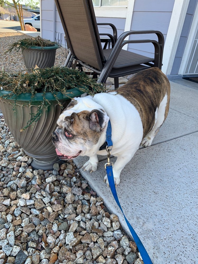 We Care Pet Services - pet boarding facility in Las Vegas, NV