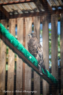 Cascades Raptor Center by null