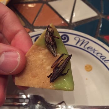 Mezcal - Mmmmmm crickets! - Mexican Near Me - San Jose, California