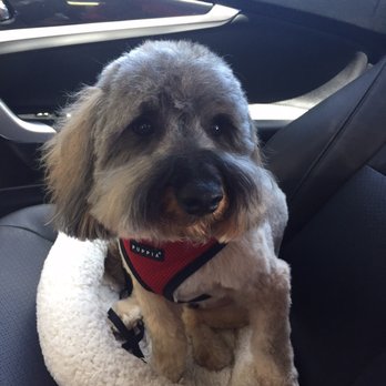 Penelopes Parlor - After - Pet Groomers Near Me - Costa Mesa, California Penelopes Parlor - After - Pet Groomers Near Me - Costa Mesa, California