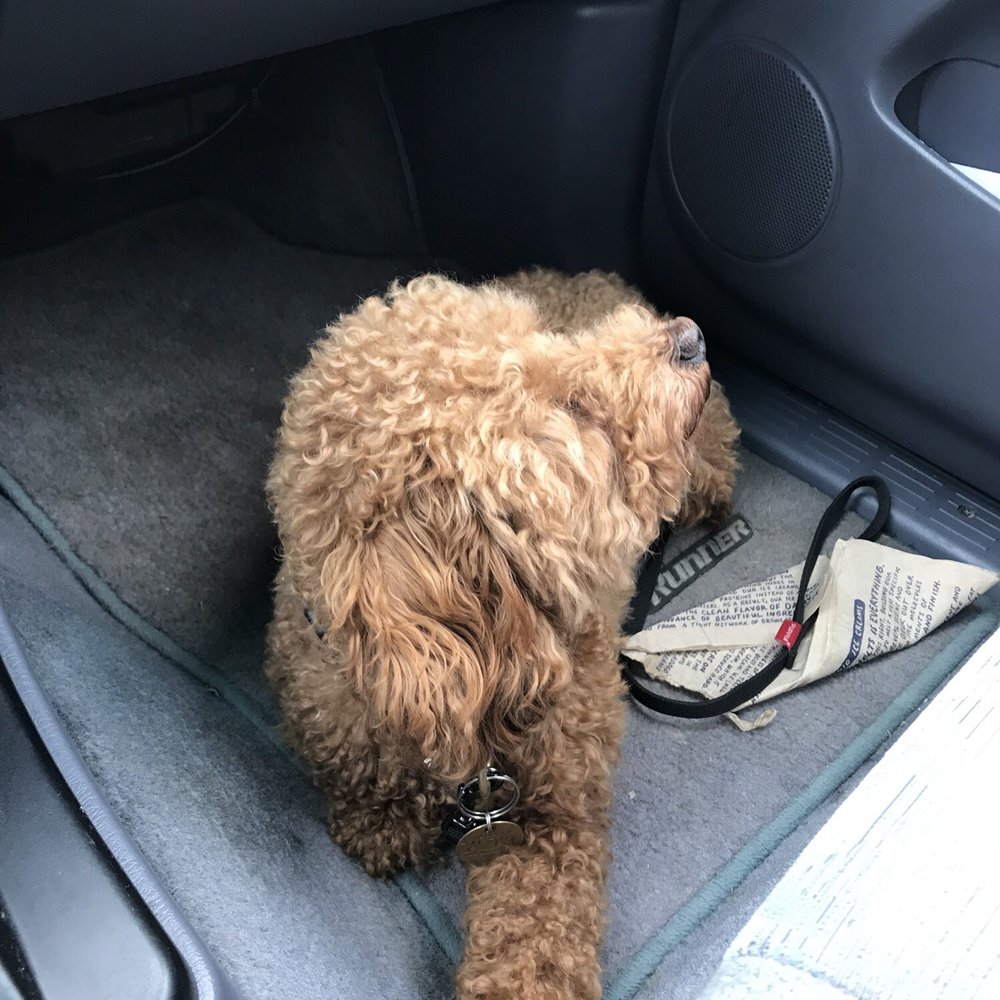 Central Bark Atlanta - Before! - Pet Training Near Me - Atlanta, Georgia