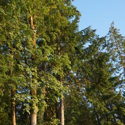 Kopachuck State Park