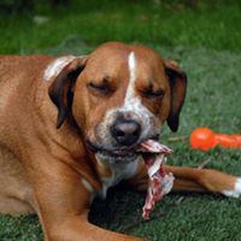 Naturally 4 Paws - Pet Groomers Near Me - Poulsbo, Washington Naturally 4 Paws - Pet Groomers Near Me - Poulsbo, Washington