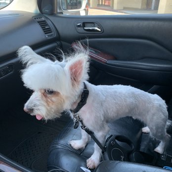 Groom & Board - Pet Groomers Near Me - Placentia, California