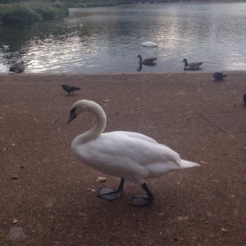 Hyde Park - Swans walk up to you. - Parks Near Me