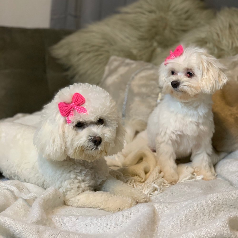 Calling All Paws - My baby Cayenne (laying) and her cousin (Snow White) - Pet Groomers Near Me - Las Vegas, Nevada