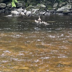 Moose River Campground - River campsites back up to this river.