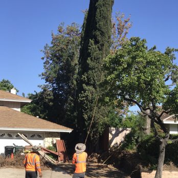 Bernabe Tree Service - Tree Services Near Me - Riverside, California