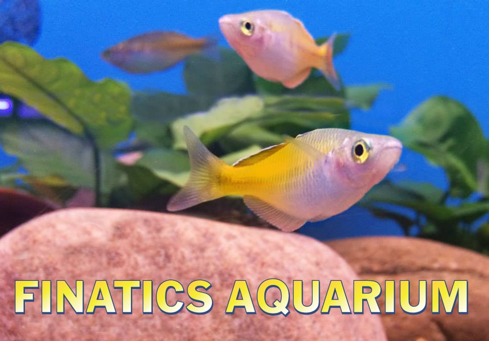 finatics aquarium