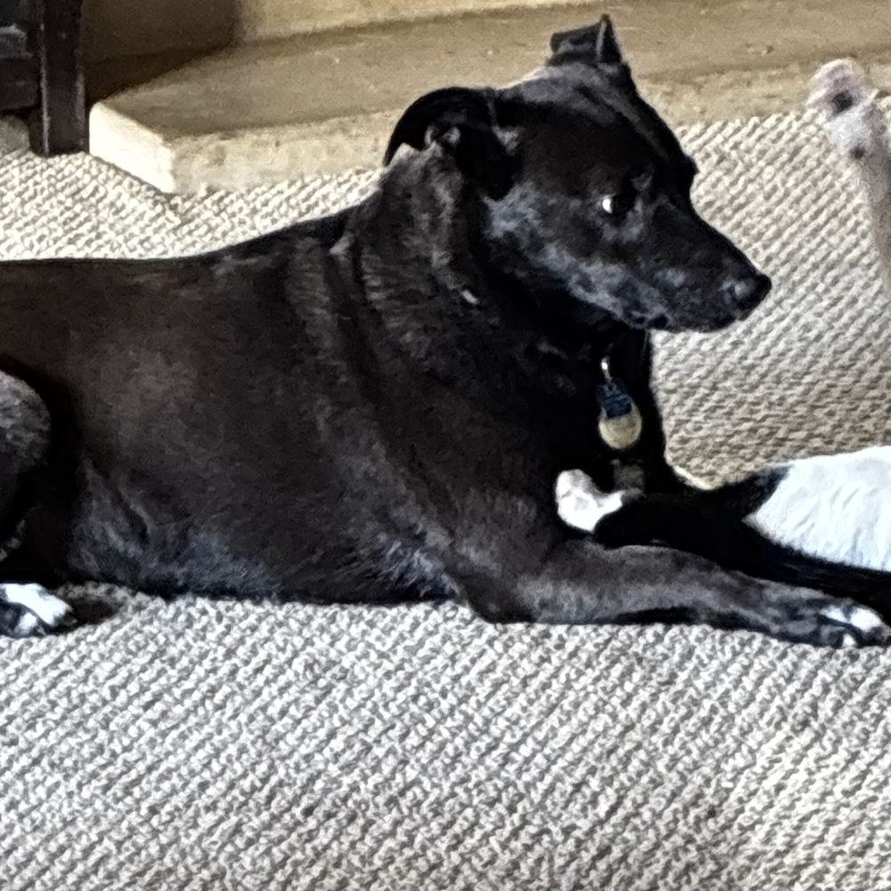 My dog My dog