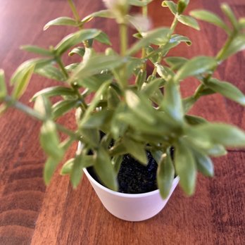 Sweet Mong - Table decoration - Coffee & Tea Near Me - Las Vegas, Nevada Sweet Mong - Table decoration - Coffee & Tea Near Me - Las Vegas, Nevada